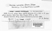 Helvella solitaria image